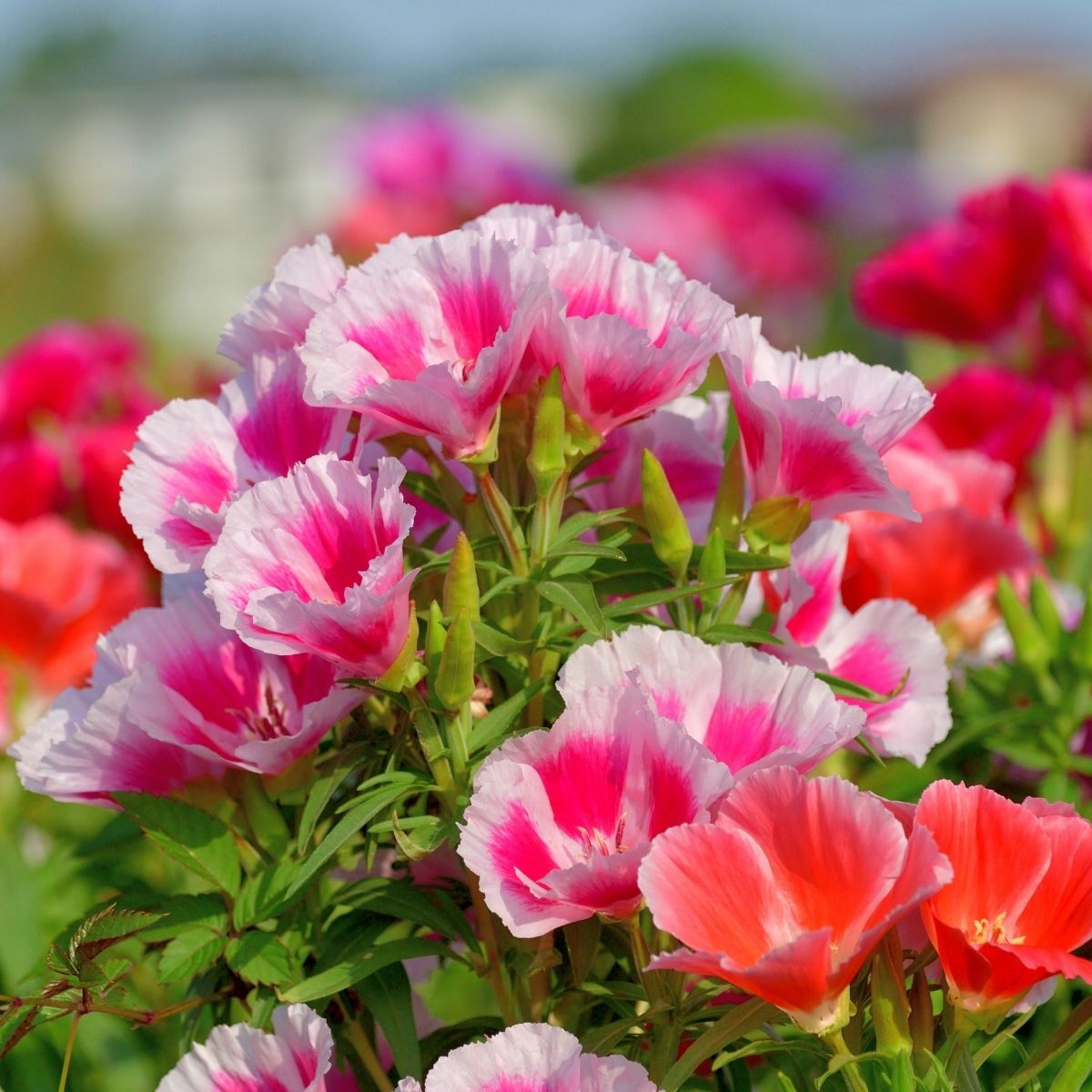 Godetia Azalea Rembrandt Seeds