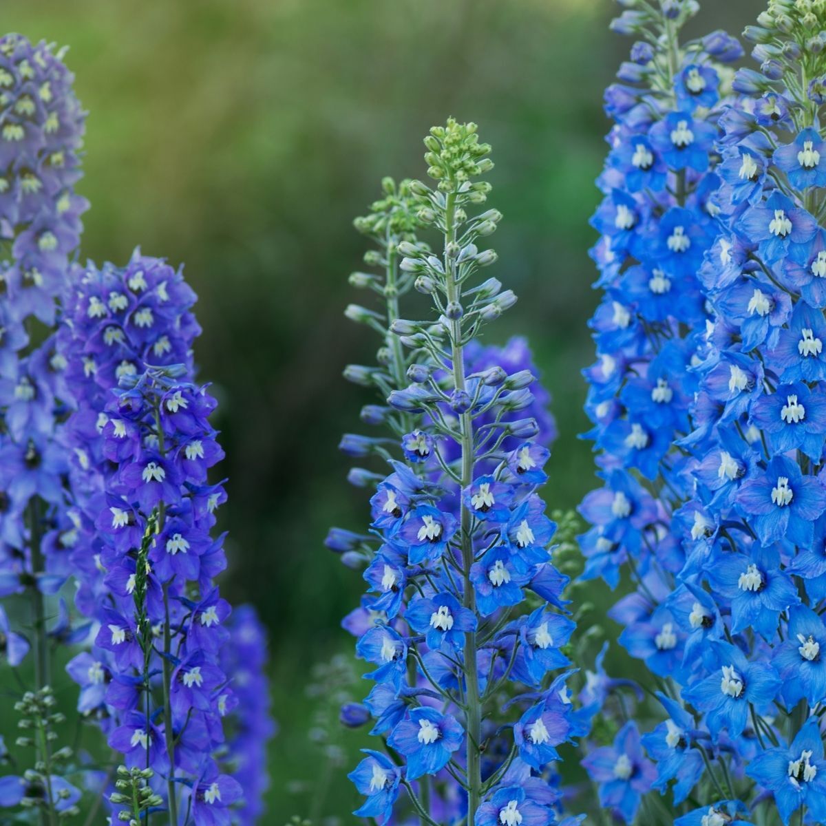 Larkspur Imperial Blue Bell Seeds