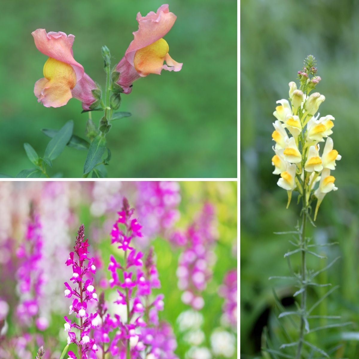 Linaria Northern Lights Mix Seeds