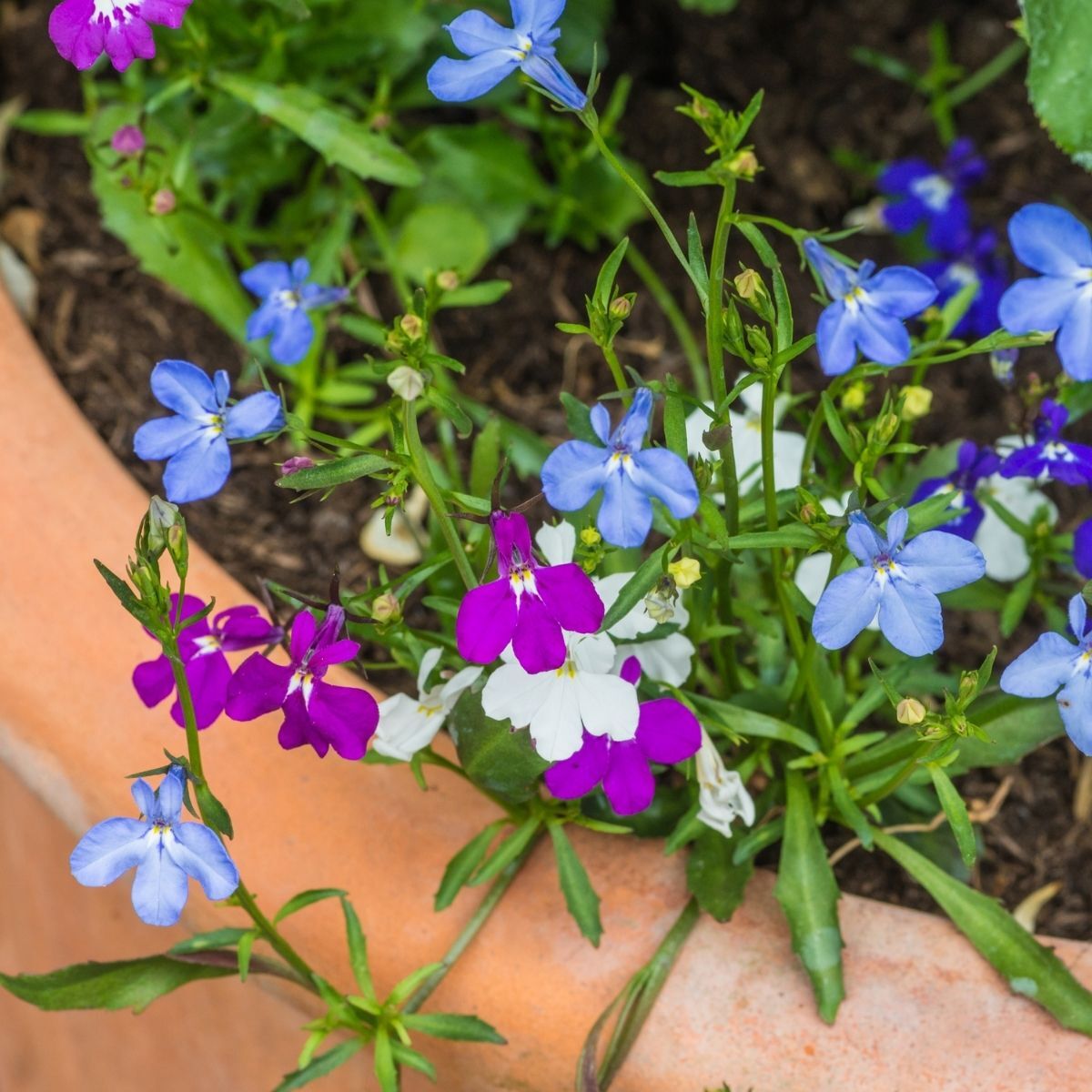 Lobelia Cascade Mix Seeds