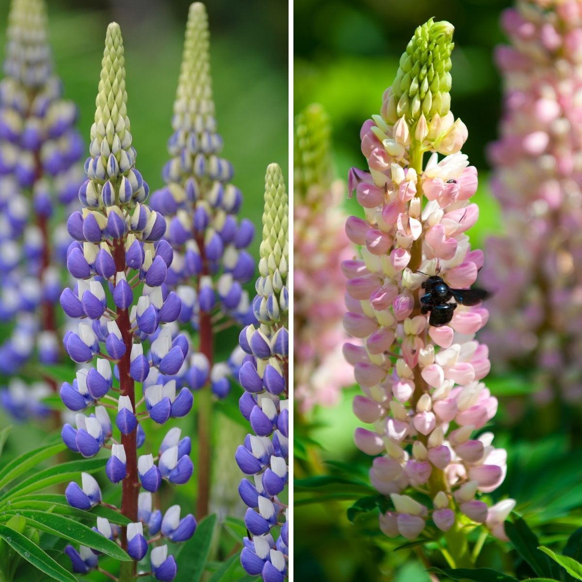 Lupin Russell Mix Seeds