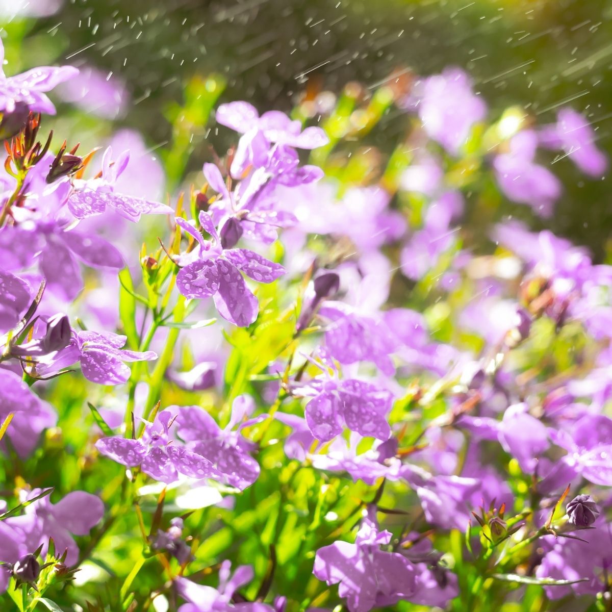 Lobelia Twilight Lilac Seeds