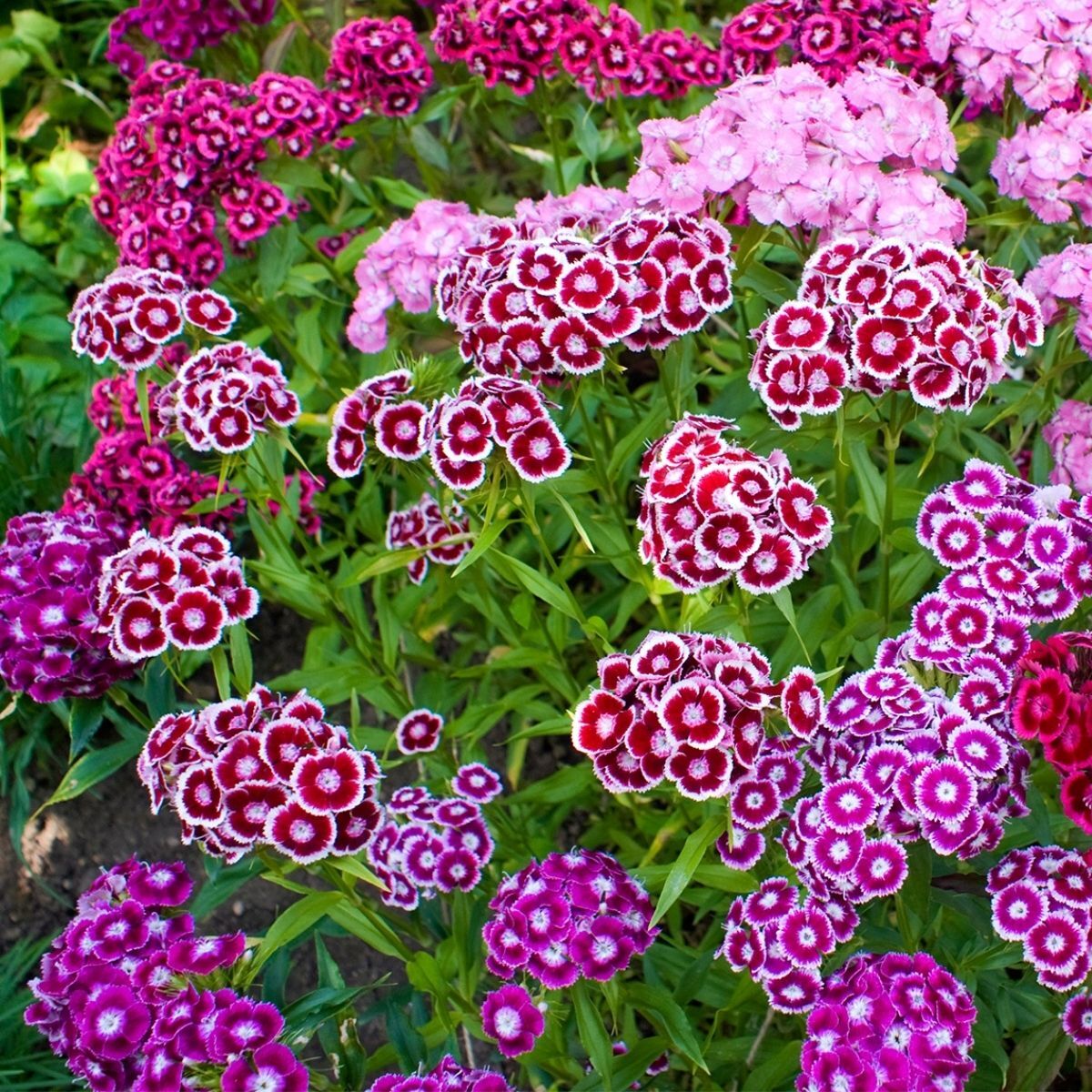 Sweet William Seeds - Dwarf Wee Willie Mix