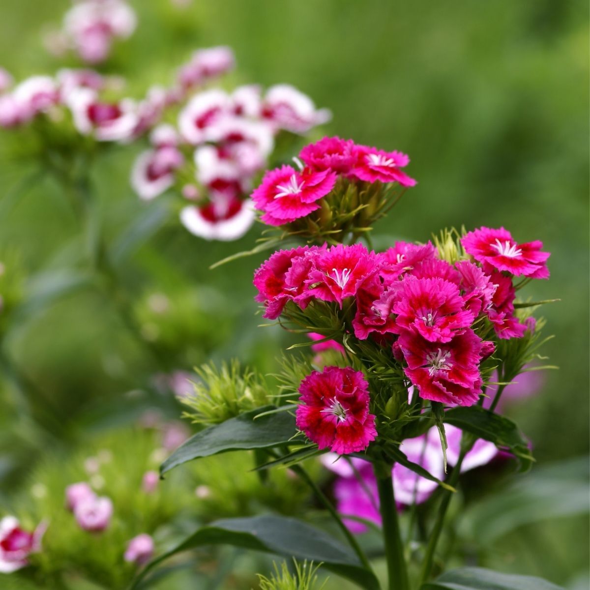 Sweet William Seeds - Dwarf Wee Willie Mix