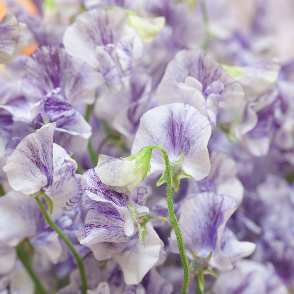 Sweet Pea Streamers Blue Seeds