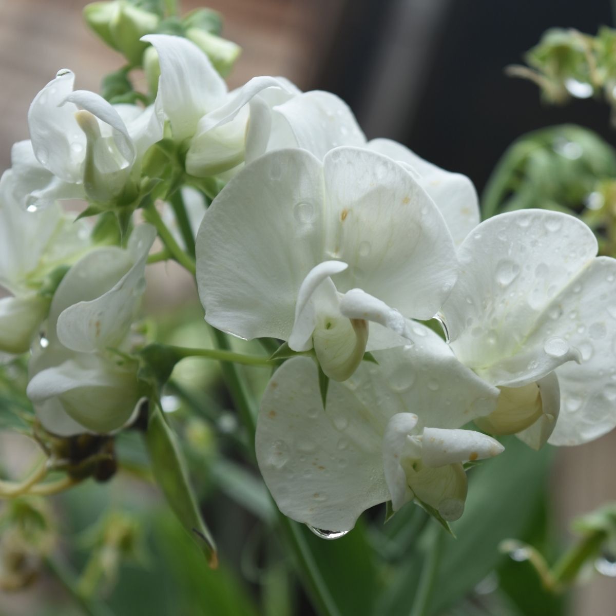 Sweet Pea Solstice White Seeds