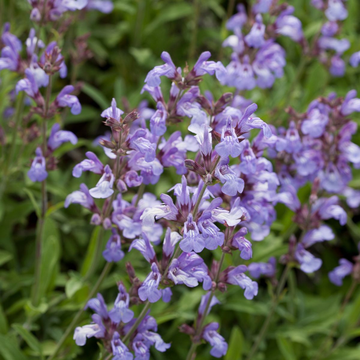 Spanish Sage Seeds