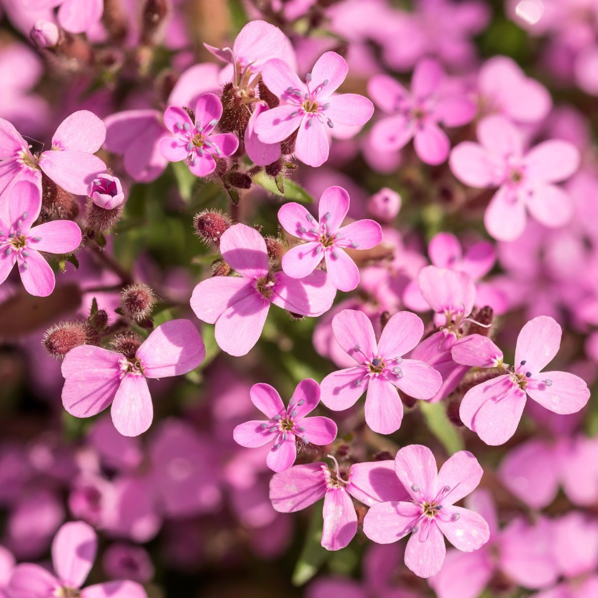 Soapwort Tumbling Ted Seeds