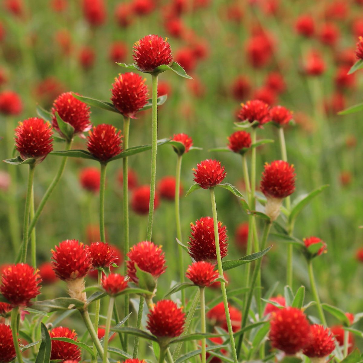 Globe Amaranth Strawberry Fields Seeds