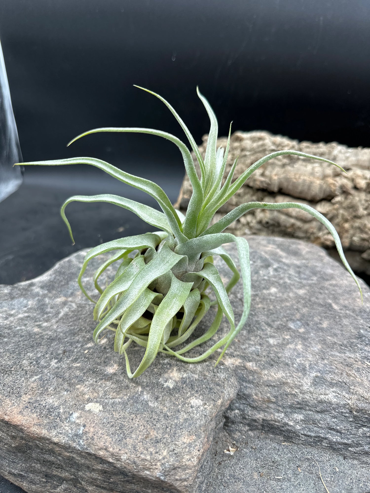 Heirloom Non-GMO Green Tillandsia Streptophylla Seeds for Garden Planting – Unique Plant Variety