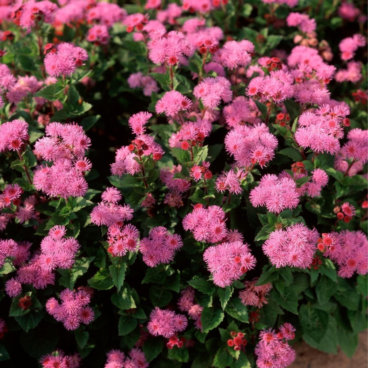 Ageratum Ball Pink Seeds