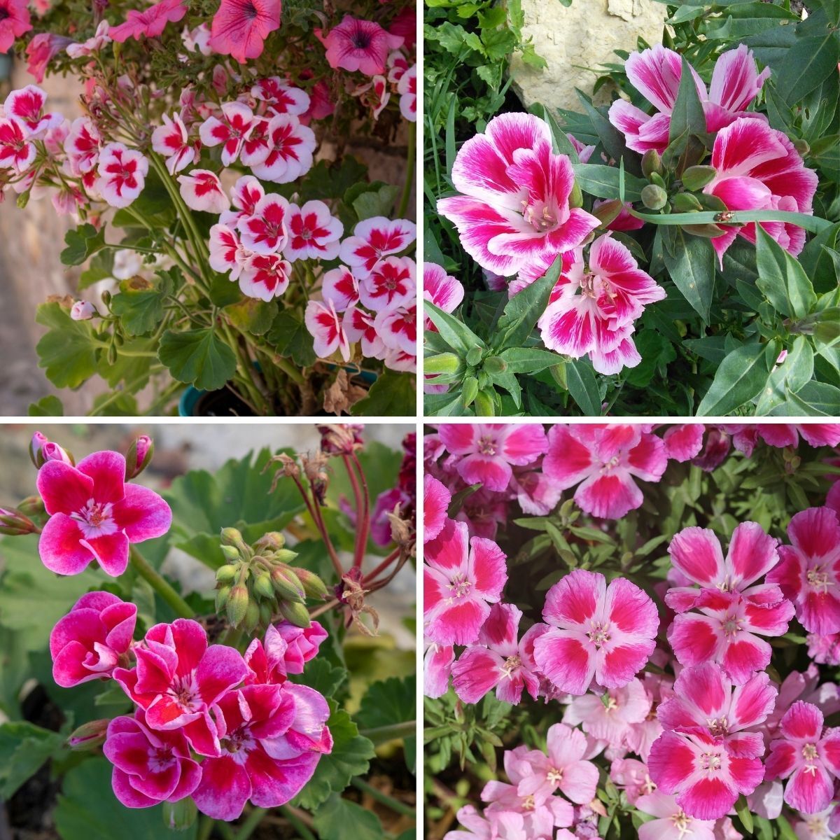 Godetia Dwarf Single Mix Seeds