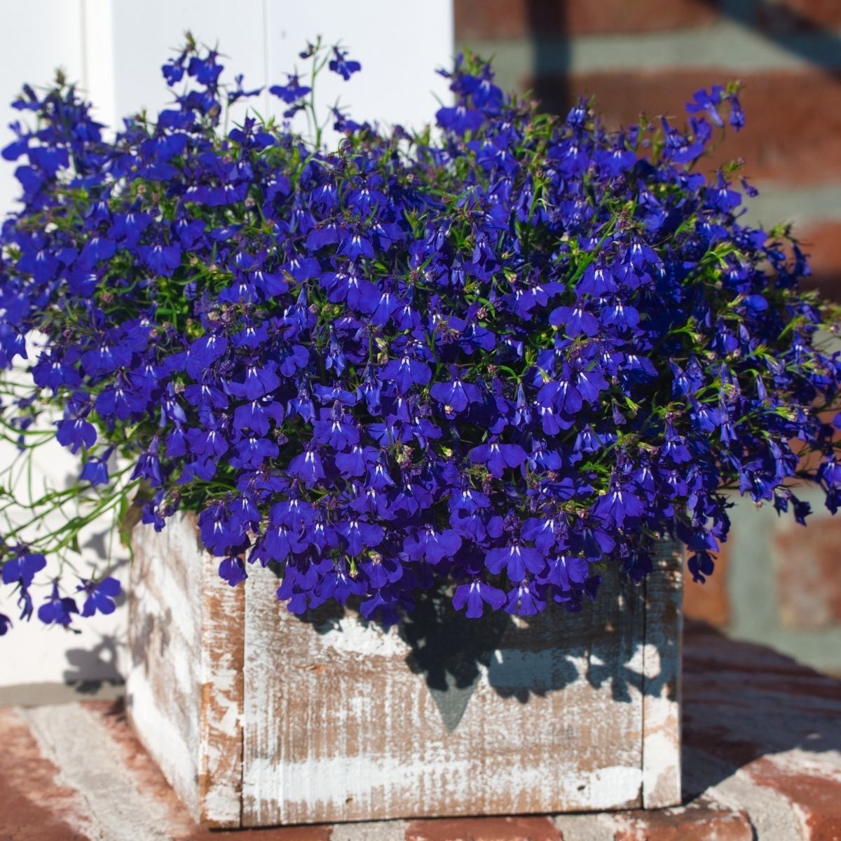 Lobelia Crystal Palace Seeds