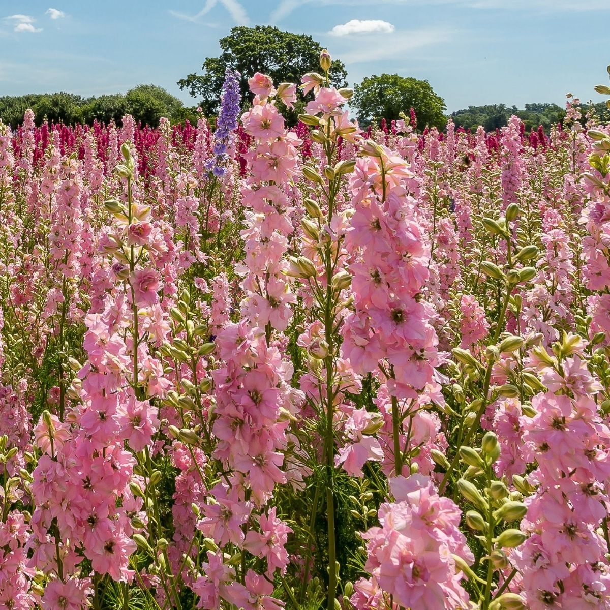 Larkspur Imperial Rose Queen Seeds