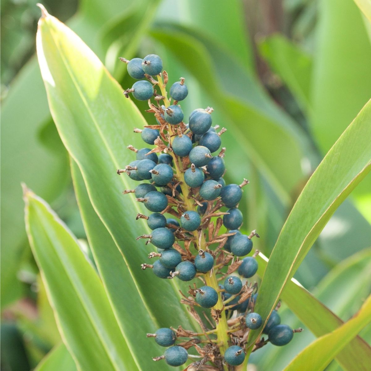 Native Ginger Seeds