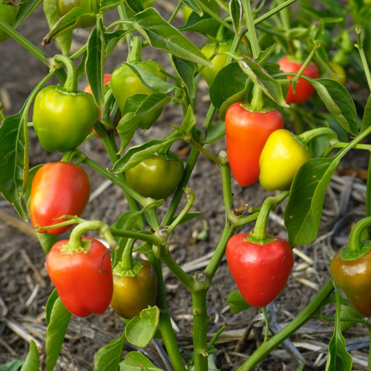 Mini Bell Mix Capsicum Seeds