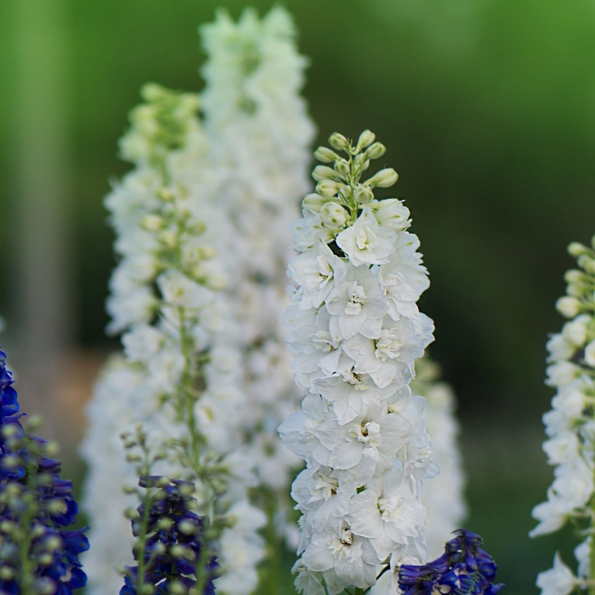 Larkspur Imperial White King Seeds