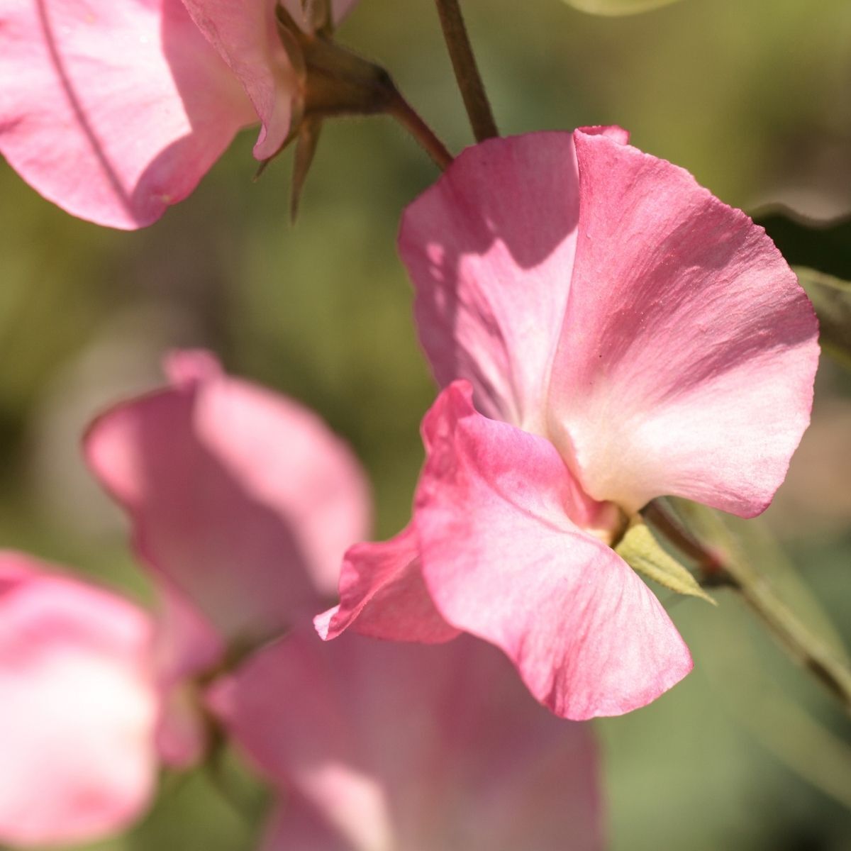 Sweet Pea Solstice Salmon Seeds