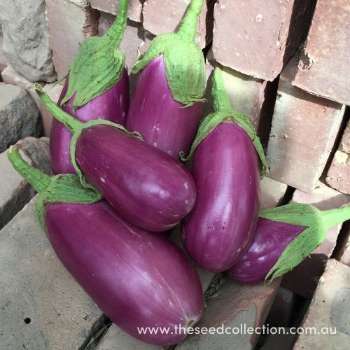 Rosita Eggplant Seeds