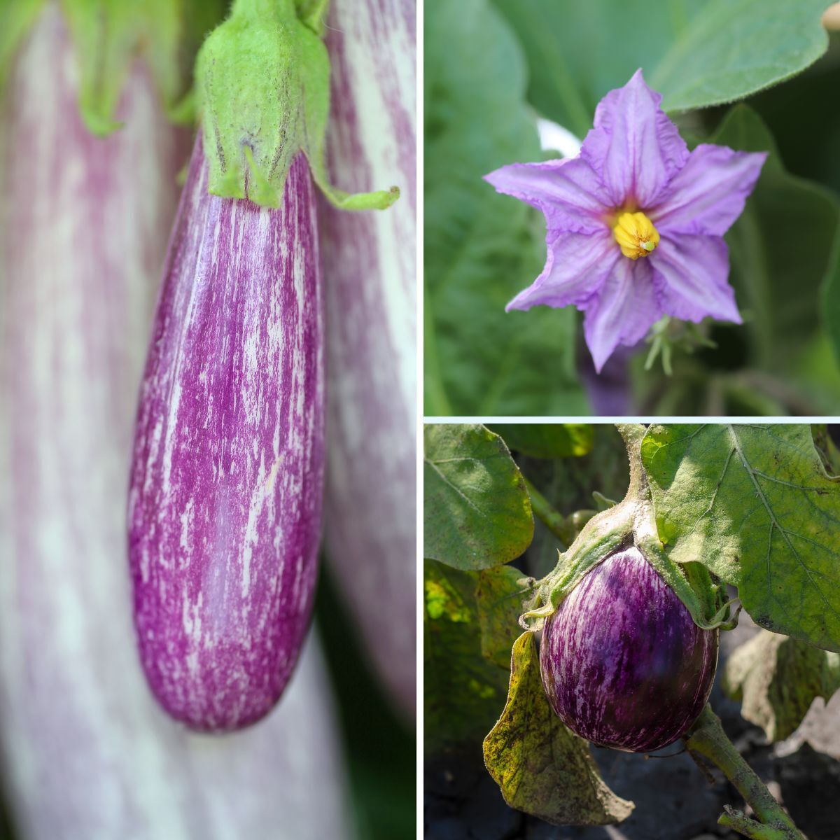 Listada de Gandia Eggplant Seeds