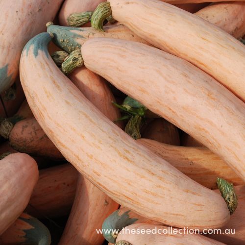 North Georgia Candy Roaster Winter Squash Seeds