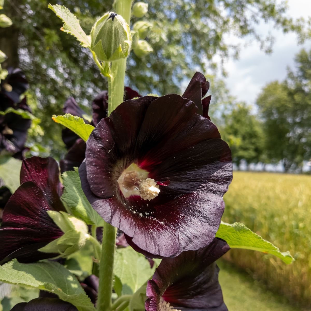 Hollyhock Henry the Eighth Black Seeds