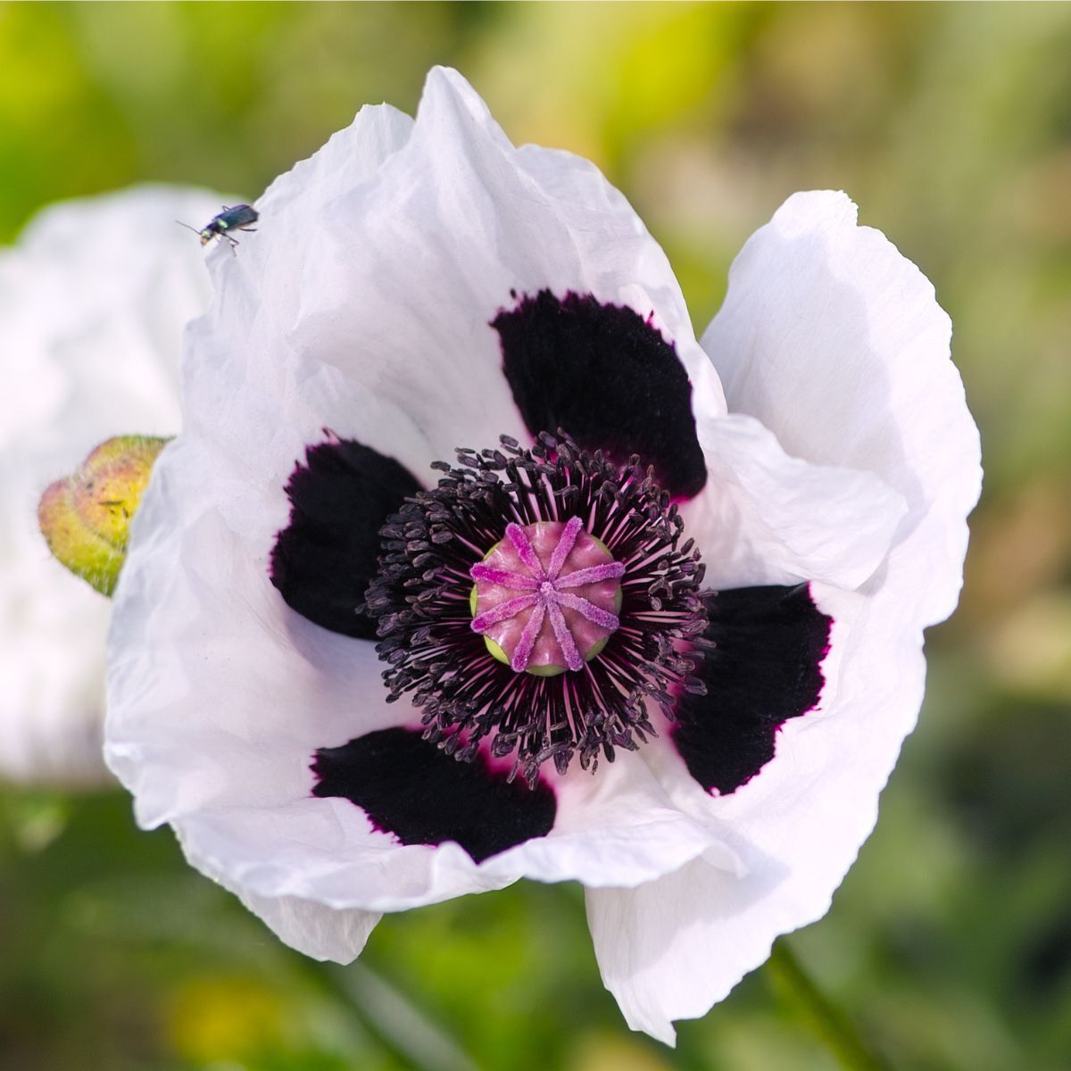 Oriental Poppy Royal Wedding Seeds