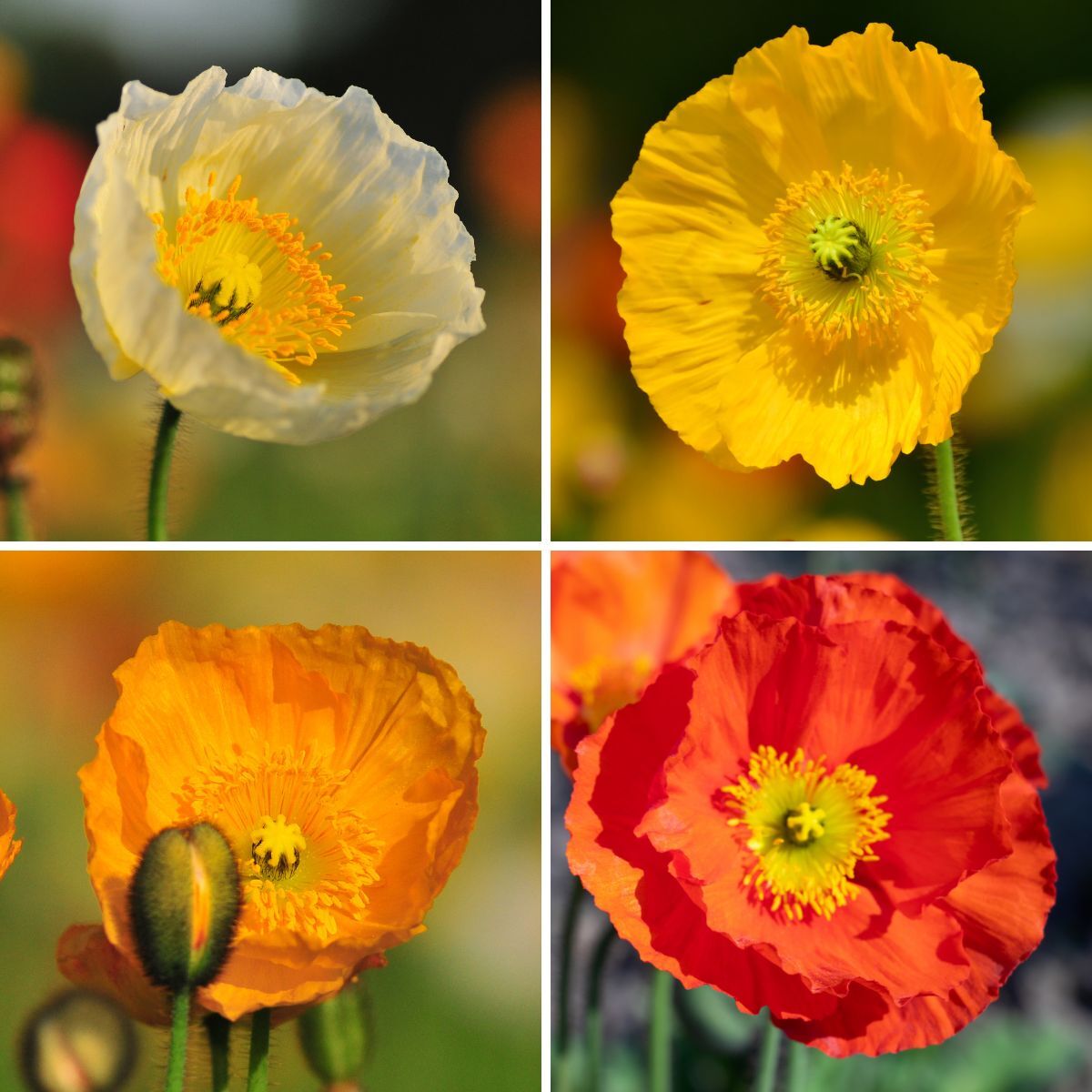 Iceland Poppy Festival Mix Seeds