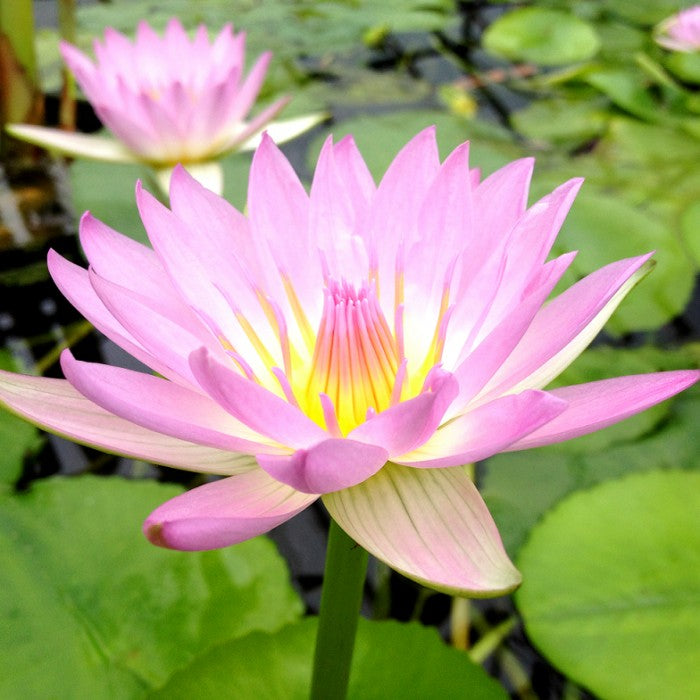 Pink Pearl (Tropical Water Lily)