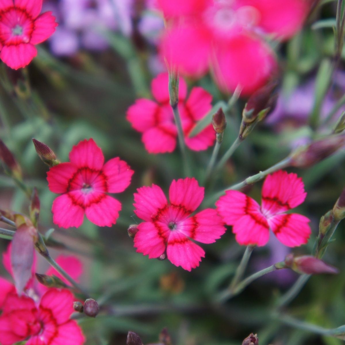 Dianthus Carmine Red Seeds