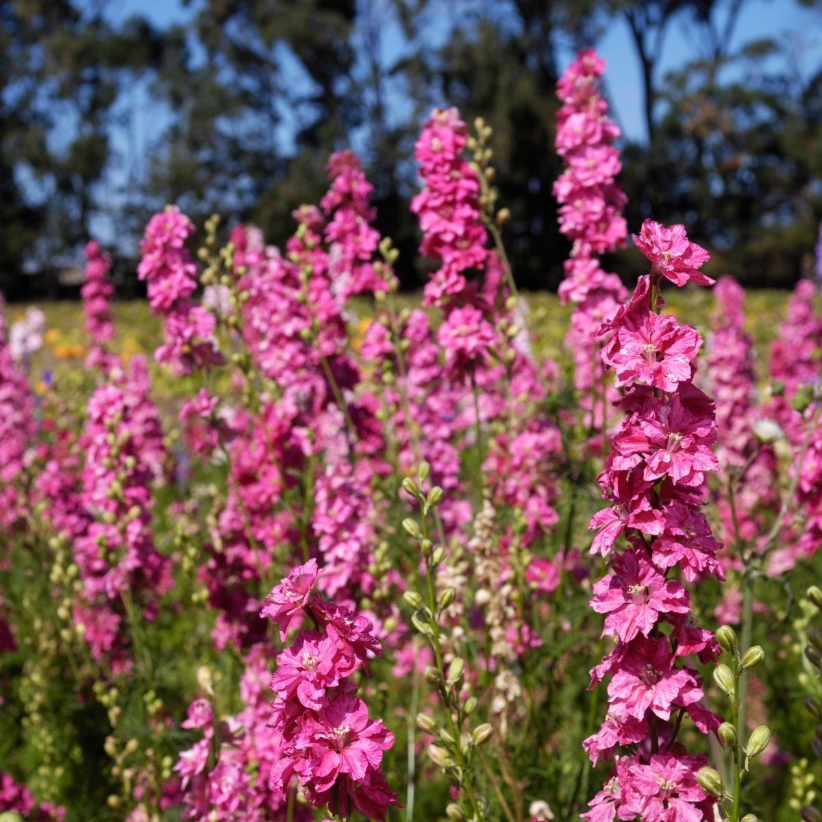 Larkspur Imperial Salmon Spire Seeds