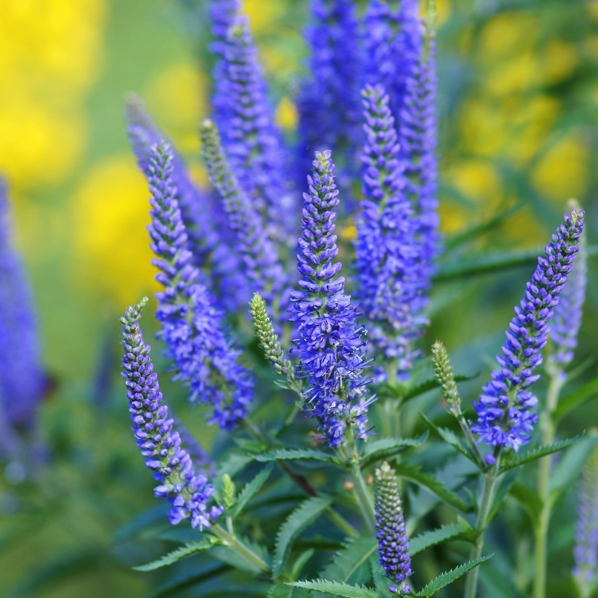 Veronica Blue Shades Seeds