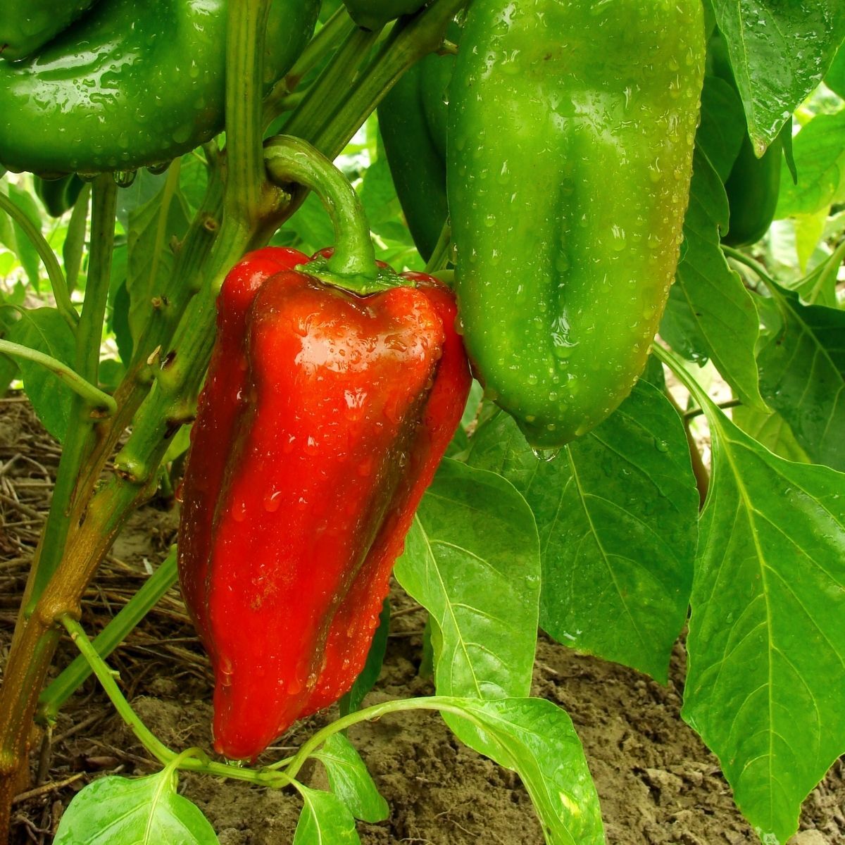 Marconi Red Capsicum Seeds