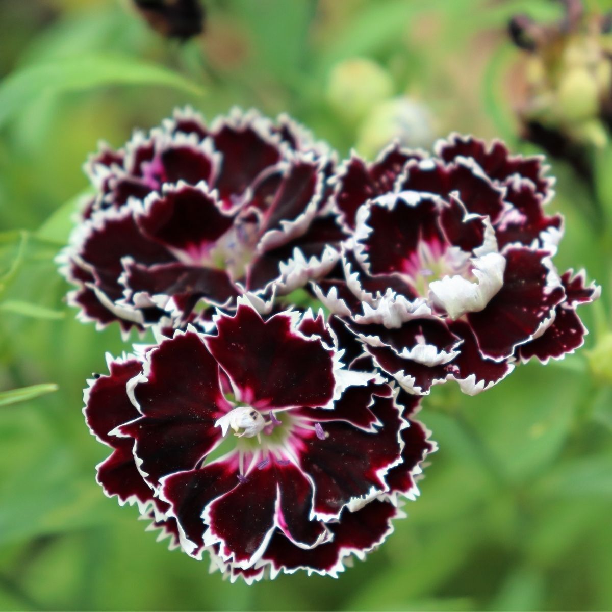 Dianthus Black and White Seeds