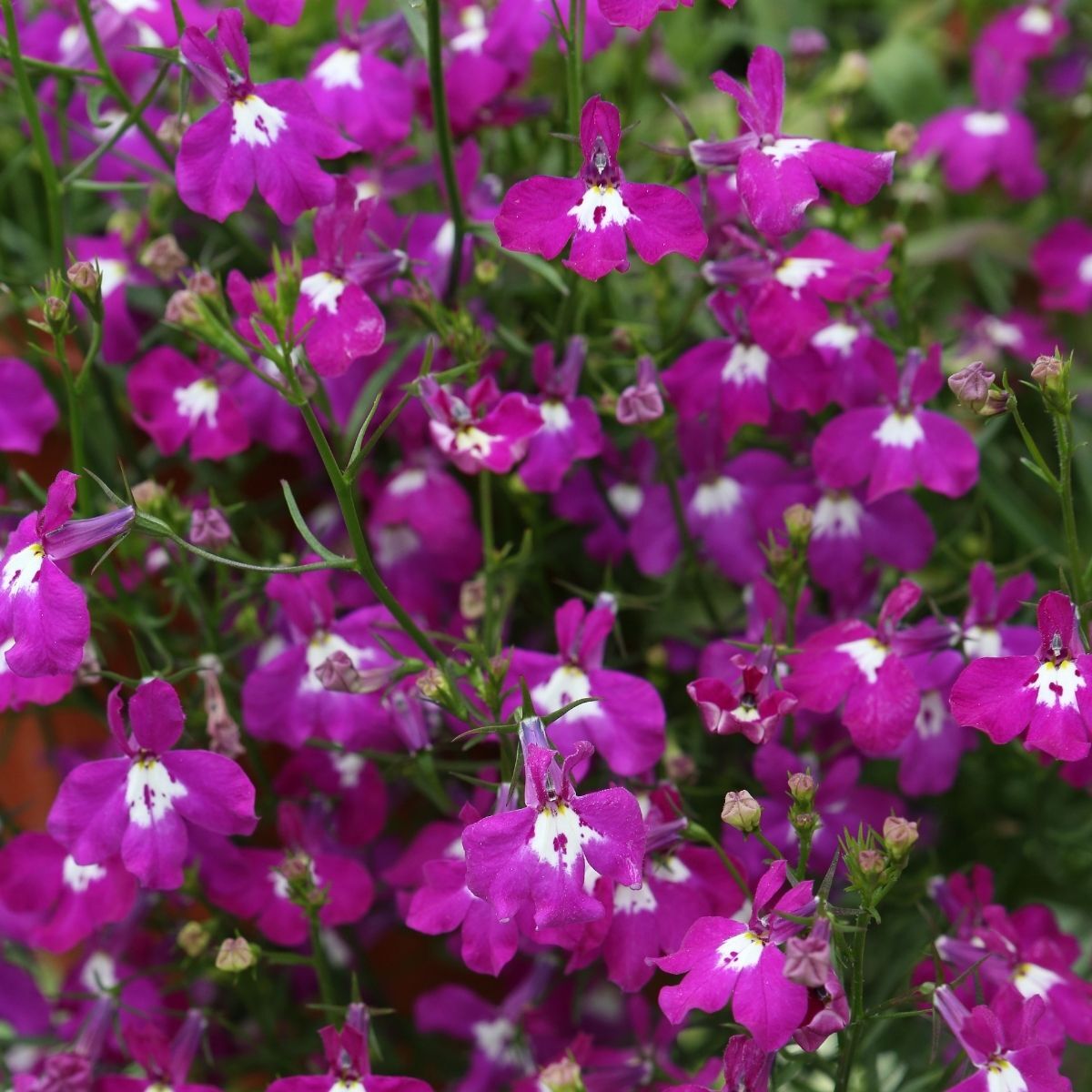 Lobelia Rosamond Seeds