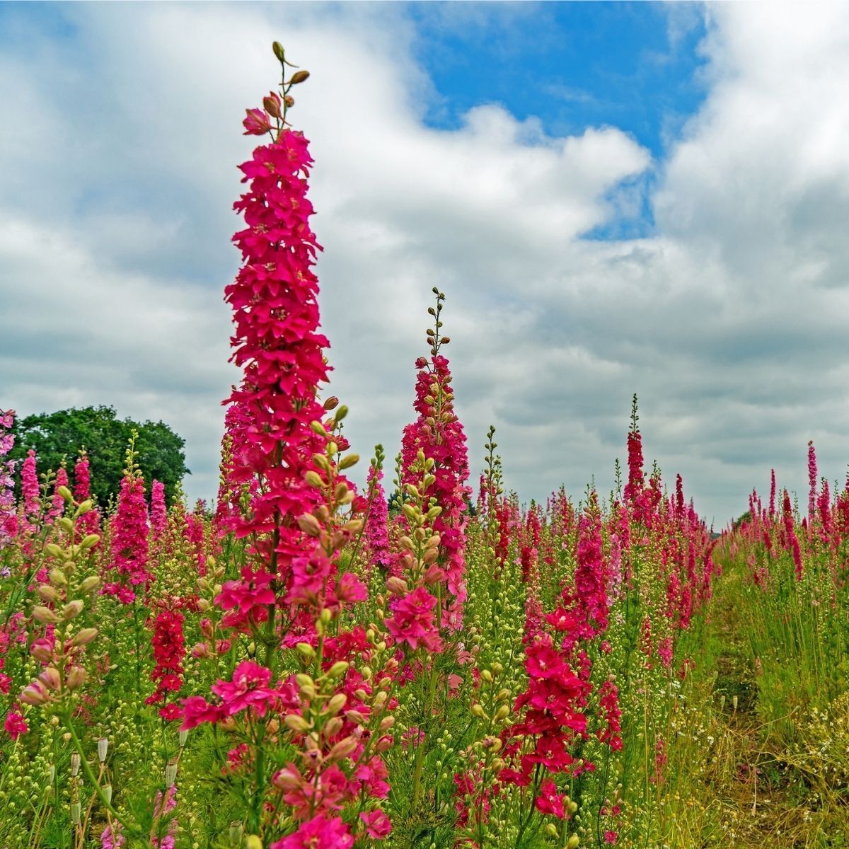 Larkspur Imperial Scarlet Spire Seeds