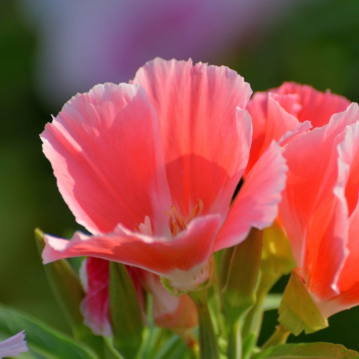 Godetia Azalea Orange Glory Seeds