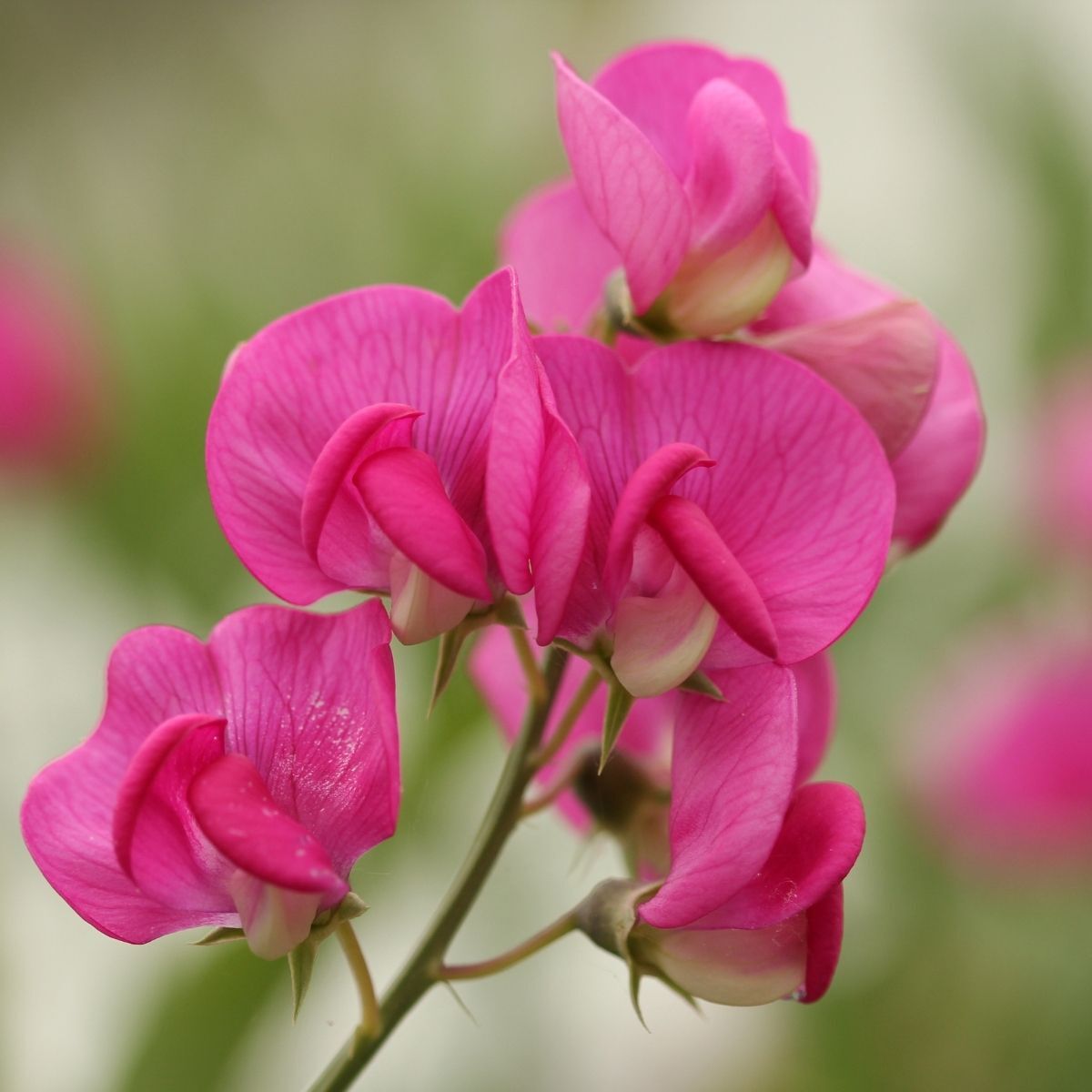 Sweet Pea Solstice Rose Seeds