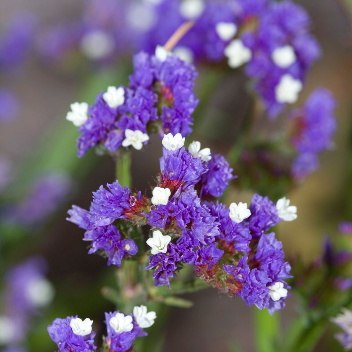 Statice Midnight Blue Seeds