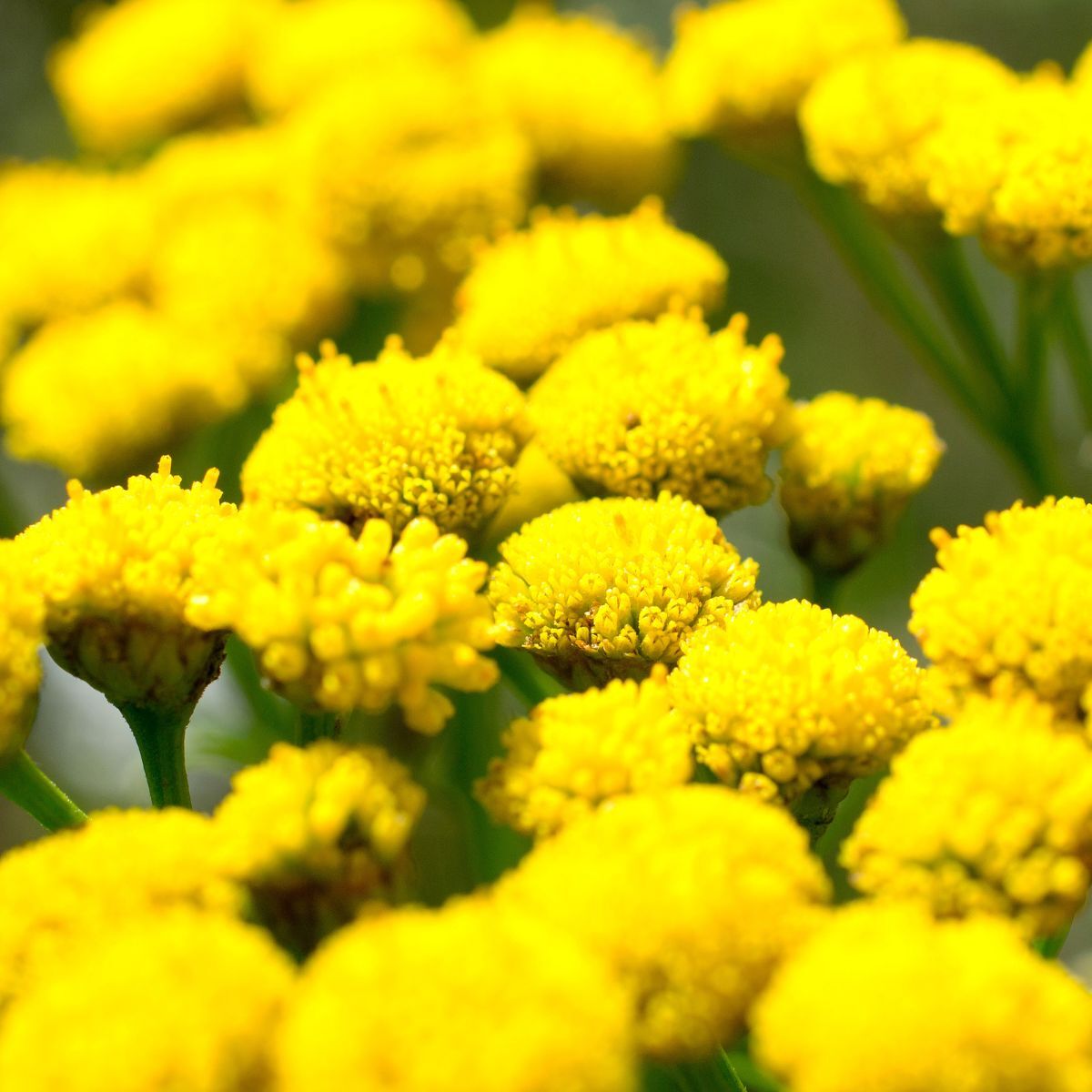 Feverfew Golden Ball Seeds