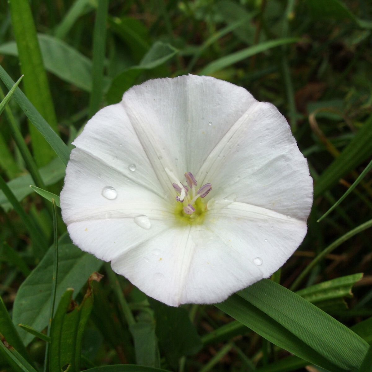 Moonflower Seeds