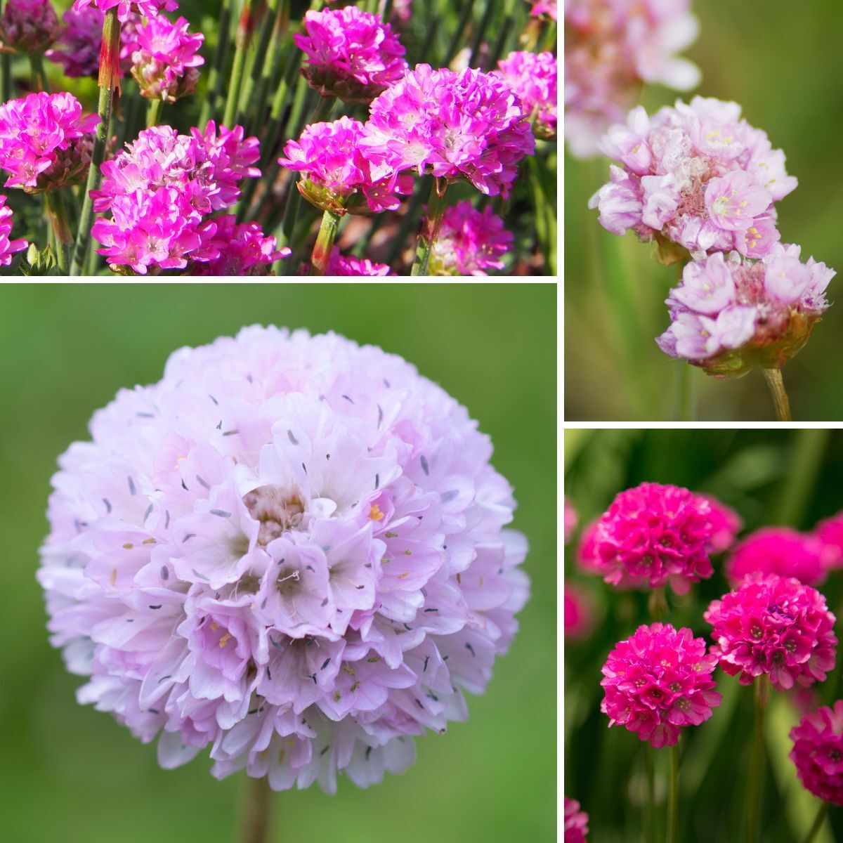 Armeria Mardi Gras Mix Seeds