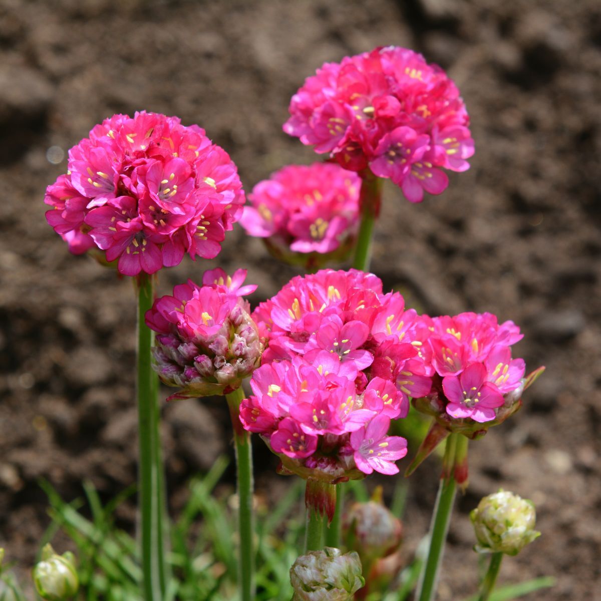 Armeria Splendens Seeds