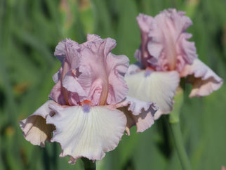 Island Blush Tall Bearded Iris