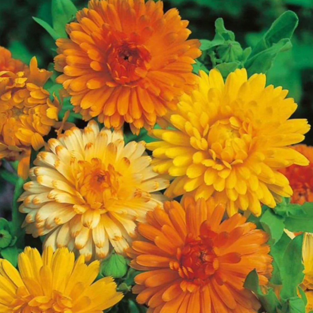 Calendula Seeds for Planting Calendula officinalis for Medicinal Herb Garden and Flower Border