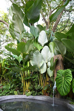 "calathea-lutea-cigar-plant-seeds-large-paddle-leaf-tropical"

