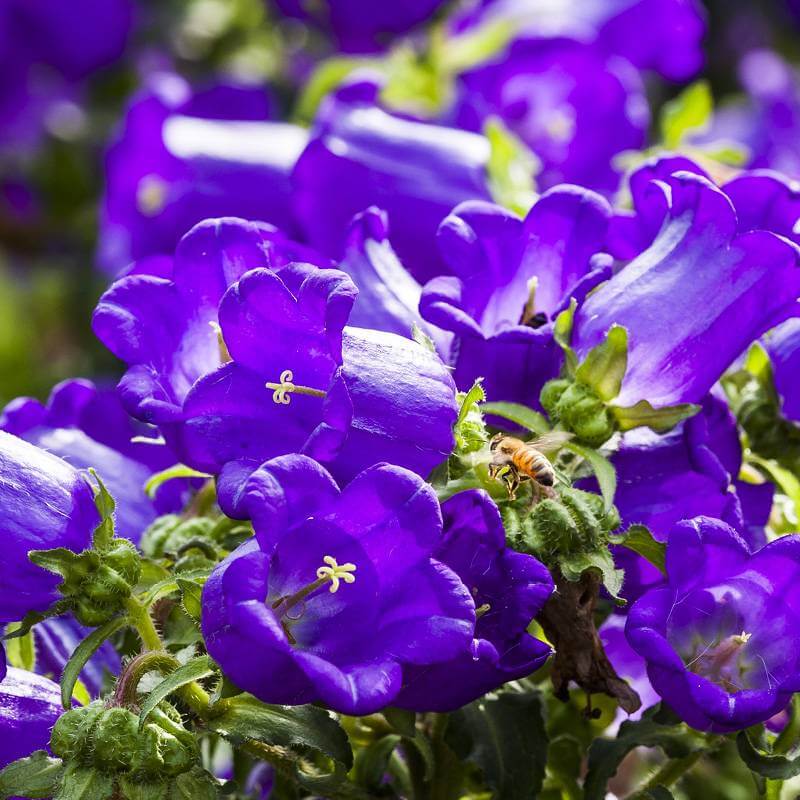 Campanula Medium Violet Flowering Seeds For Planting and gardening