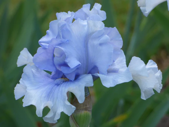 Catch Your Breath Tall Bearded Iris