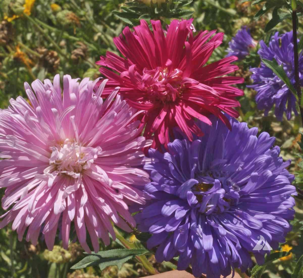 Aster Callistephus Chinensis Mixed Flower Seeds for Planting