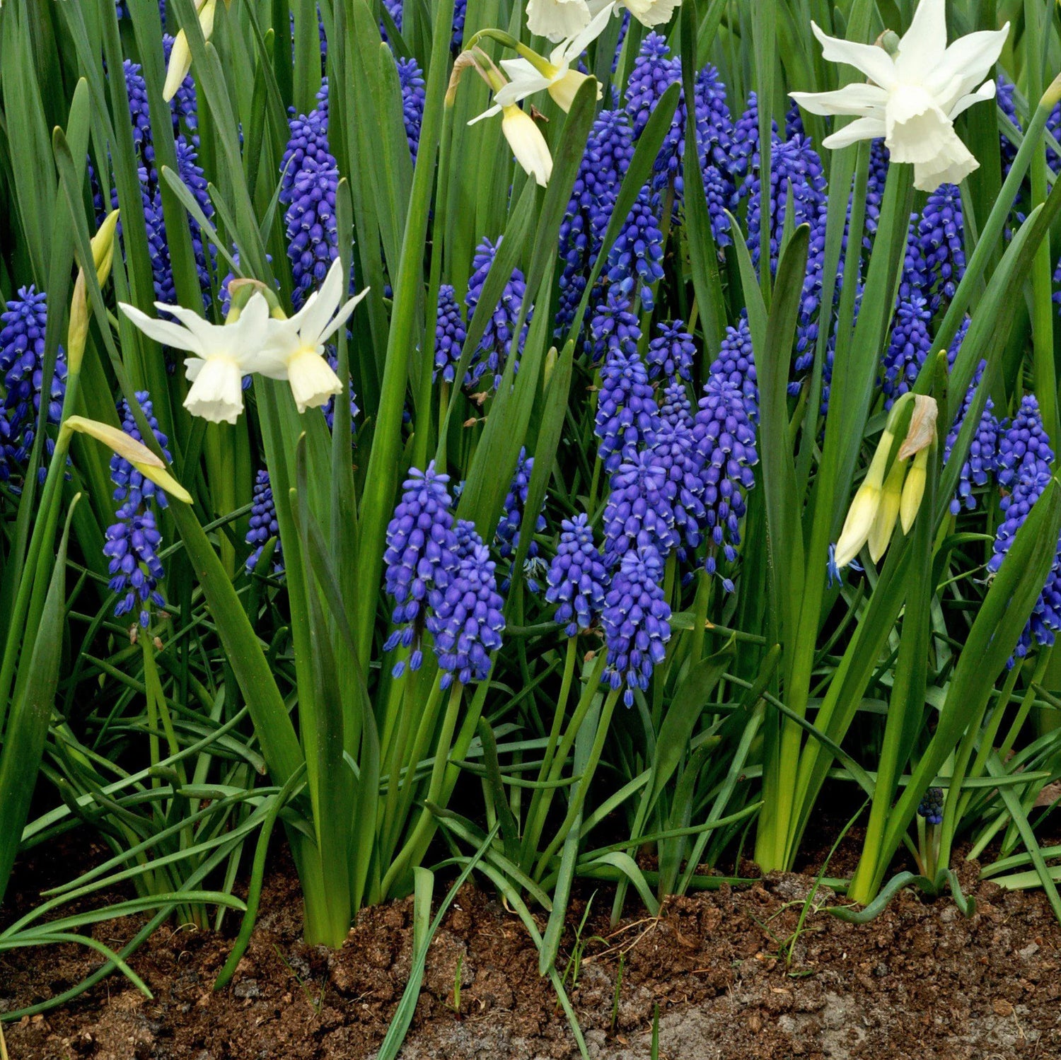 Snow Baby Daffodil & Muscari Collection